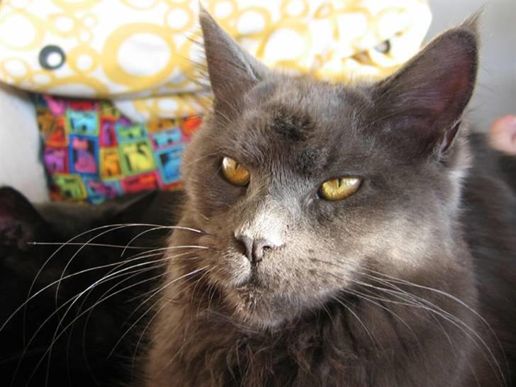 Maine Coon PR Pitho Enigma billede 19