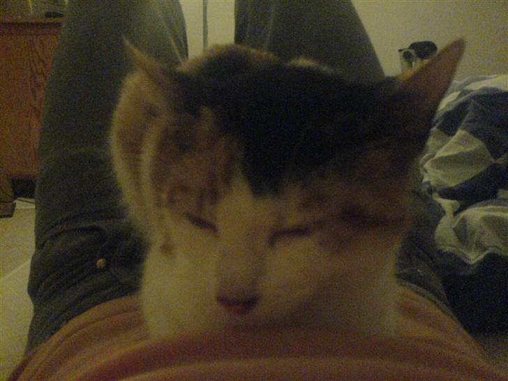 Blanding af racer Bailey - Bailey <3 billede 7