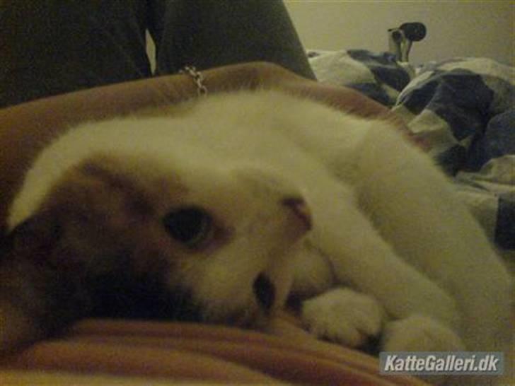 Blanding af racer Bailey - Bailey <3 billede 8