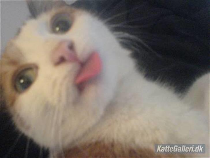 Blanding af racer Bailey - Bailey <3 billede 9