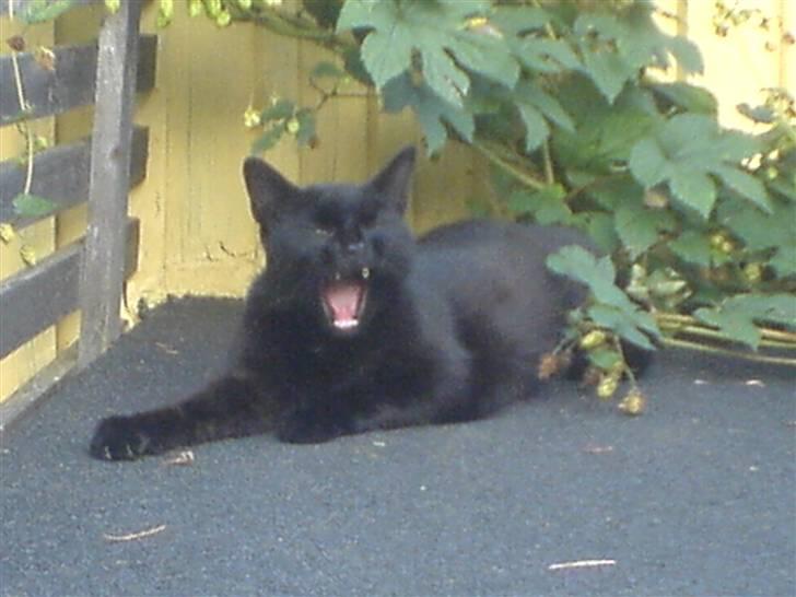 Huskat Mille (NKH's kat) billede 19