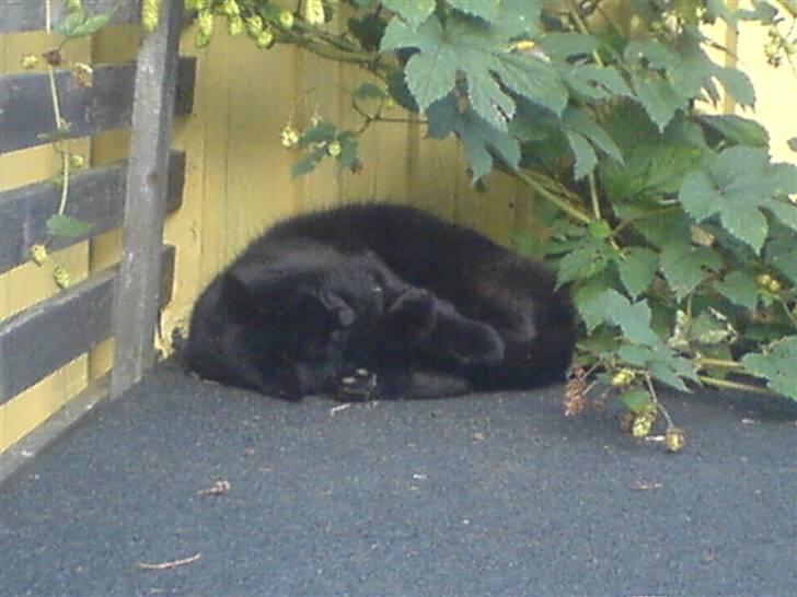 Huskat Mille (NKH's kat) billede 20