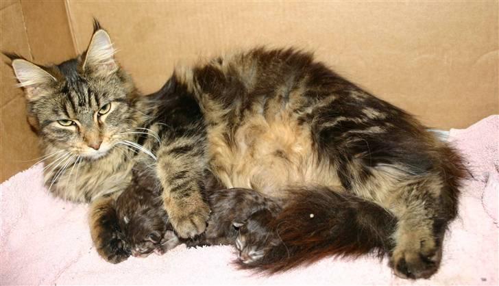 Maine Coon Coldnorth Nebraskat - Coldnorth Nebraskat billede 12