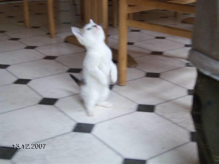 Blanding af racer Vibyvejens *Snip* "SOLGT" - Chefen xD Se lige mig moar, er jeg ikk bare blevet stor siden du sidst så mig for 2 sek. siden? (: Snip blære sig lidt#2 billede 2