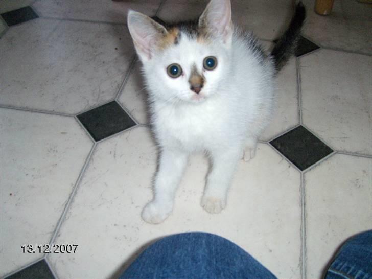 Blanding af racer Vibyvejens *Snip* "SOLGT" - Den blinker, lyser og er pæn... Hvad er det for noget du sidder med mor? #3 billede 3