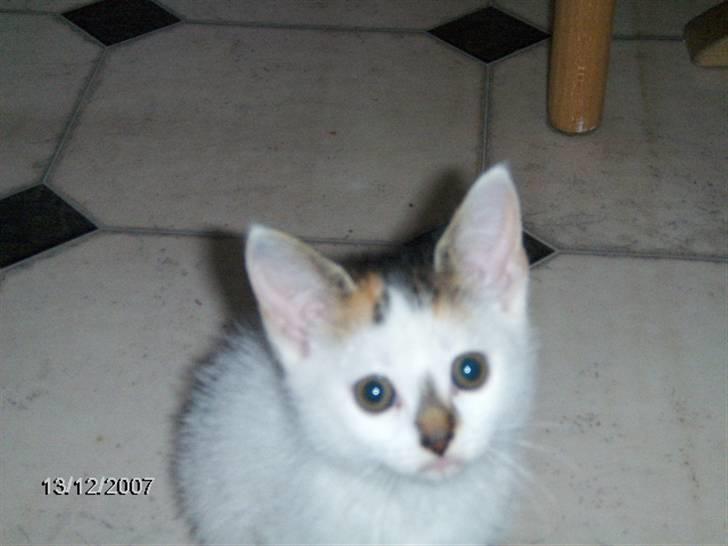 Blanding af racer Vibyvejens *Snip* "SOLGT" - Se lige min meget charmerende næse (: #4 billede 4