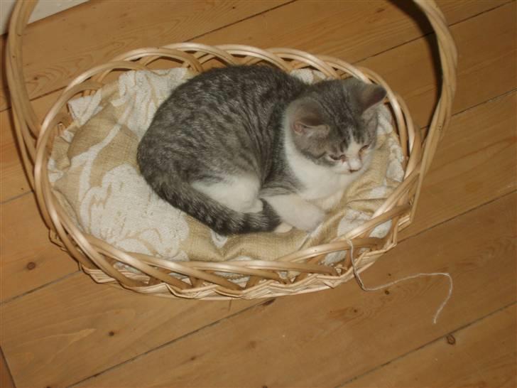 Huskat Nixon - her er jeg så hygger mig i min kurv billede 1