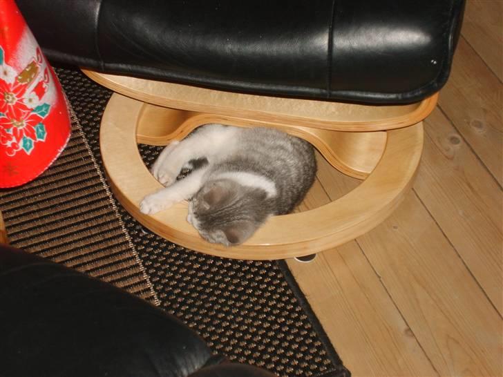 Huskat Nixon - her er godt at gemme sig billede 2