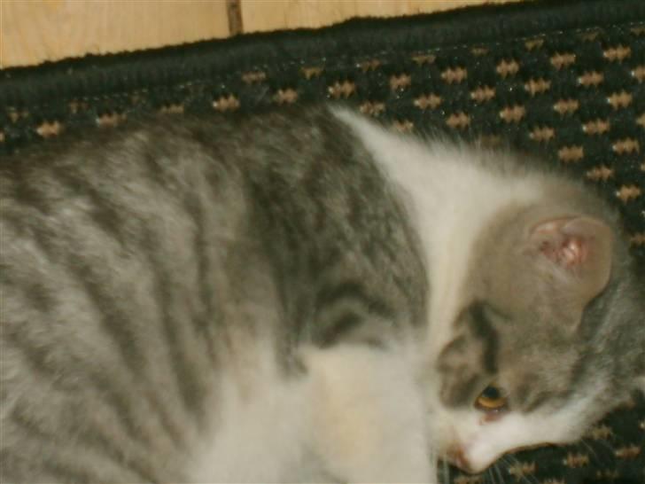 Huskat Nixon - hvad er det der gemmer sig derunder billede 3