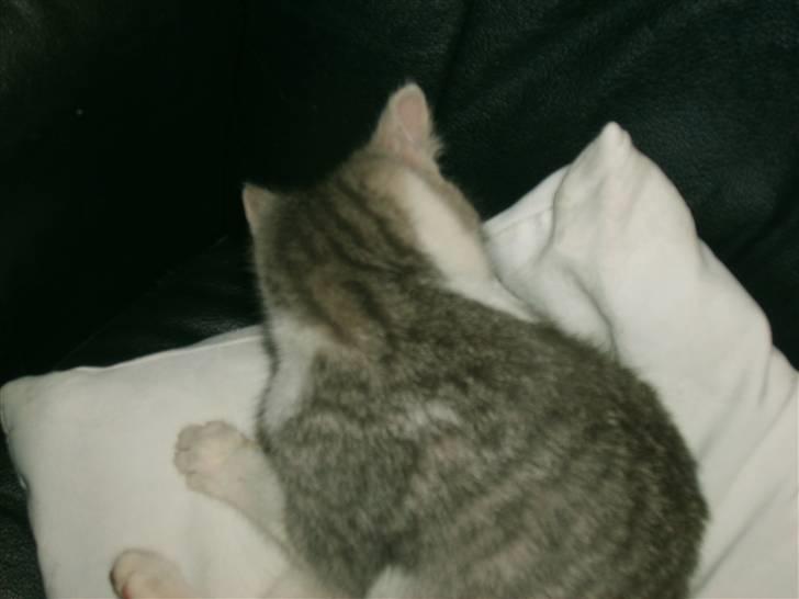 Huskat Nixon - man skal jo vaskes engang imellem billede 4