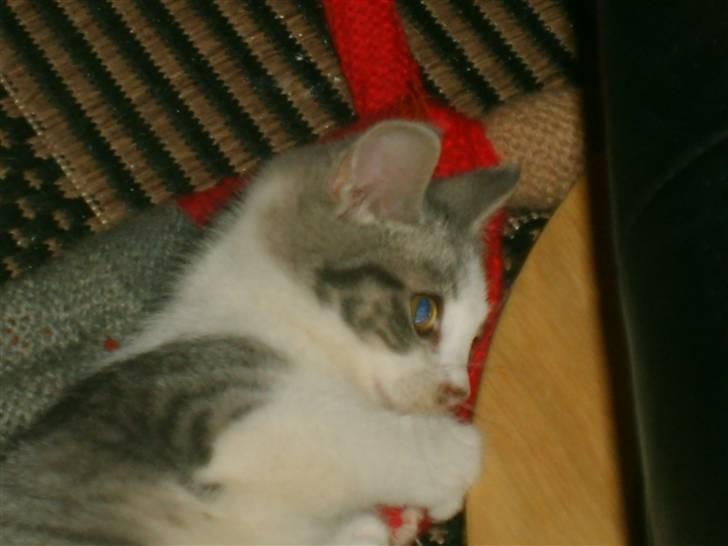 Huskat Nixon - den her nisse får lige nogle bøllebank billede 5