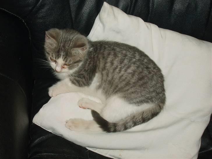 Huskat Nixon - så skal der lige puttes billede 6