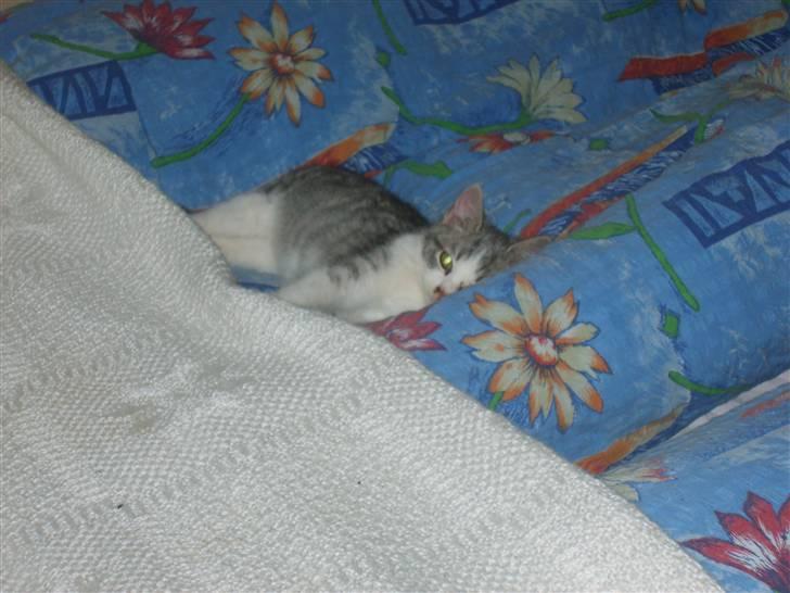 Huskat Nixon - her er godt at putte billede 7