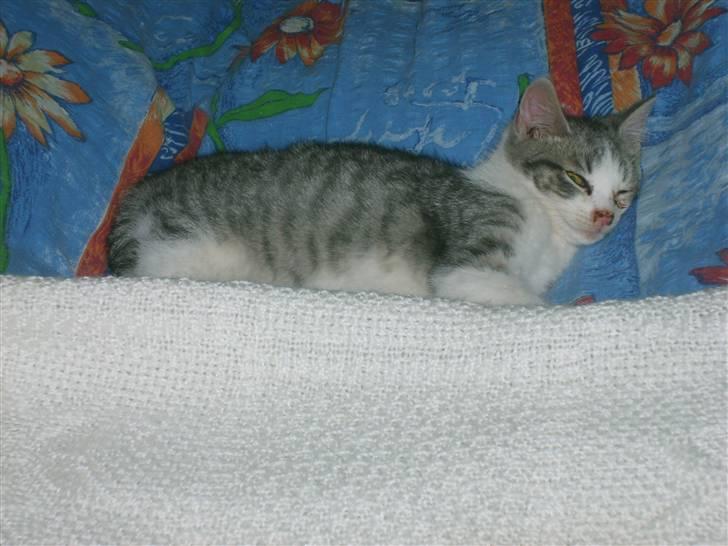 Huskat Nixon - lad mig nu sove det er hårdt alt det her nye billede 9