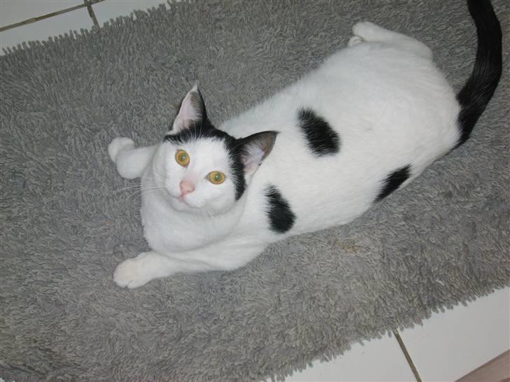 Huskat Nixon - her er ham jeg driller  billede 10