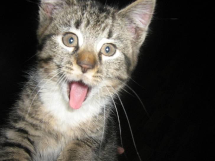 Blanding af racer ferrari - aaaaaaaaaaaaa billede 1