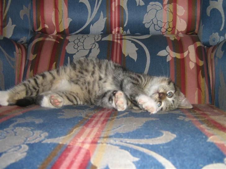 Blanding af racer ferrari - se den stiling jeg kan legge i billede 2