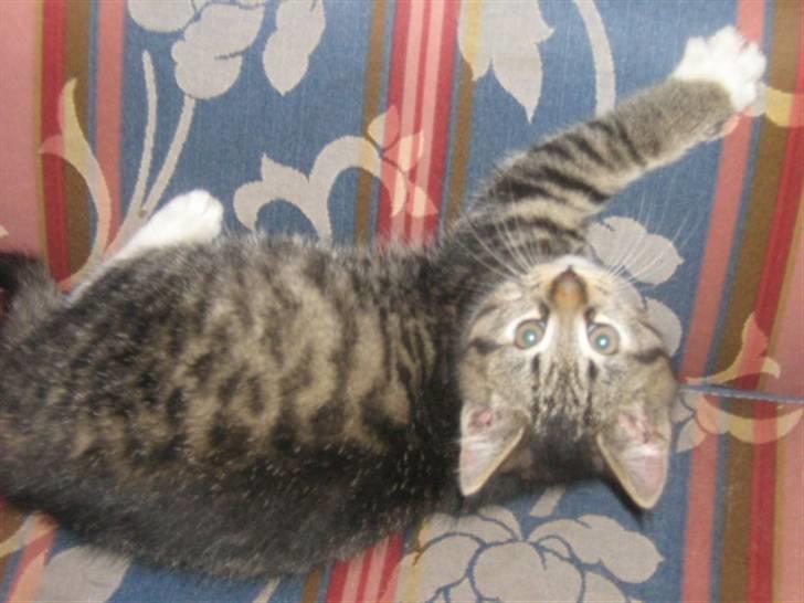 Blanding af racer ferrari - og denne billede 3