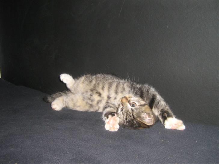 Blanding af racer ferrari - og denne billede 4