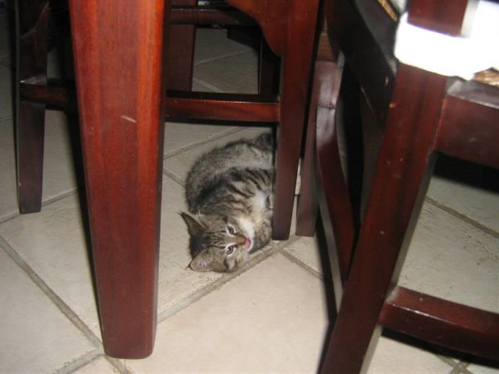 Blanding af racer ferrari - arrr jeg var lige ved at sove billede 5