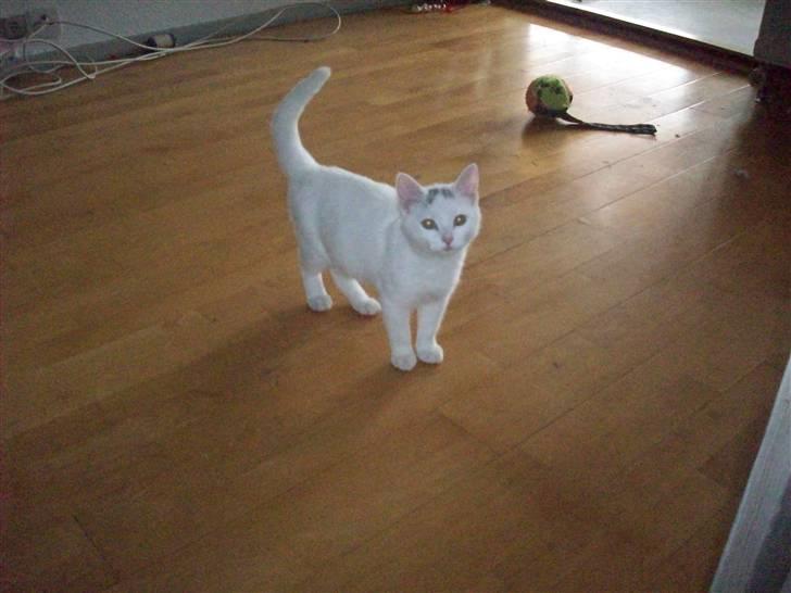 Huskat Frank Junior (SOLGT) - Så kær den lille er :P billede 2