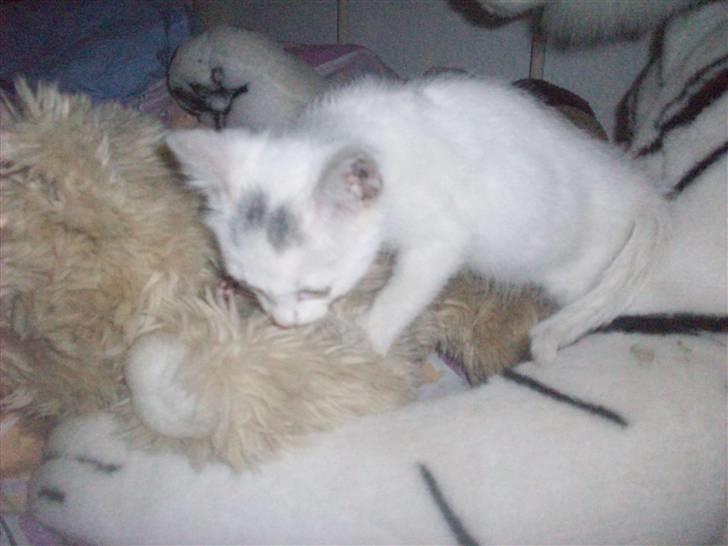 Huskat Frank Junior (SOLGT) - Sådan så han ud da vi fik ham. Utrolig tynd og fuld med øre mider. billede 4