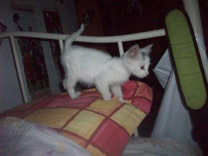 Huskat Frank Junior (SOLGT) - Igen den dag vi fik ham. Det siges han var 12 uger.. :S billede 5