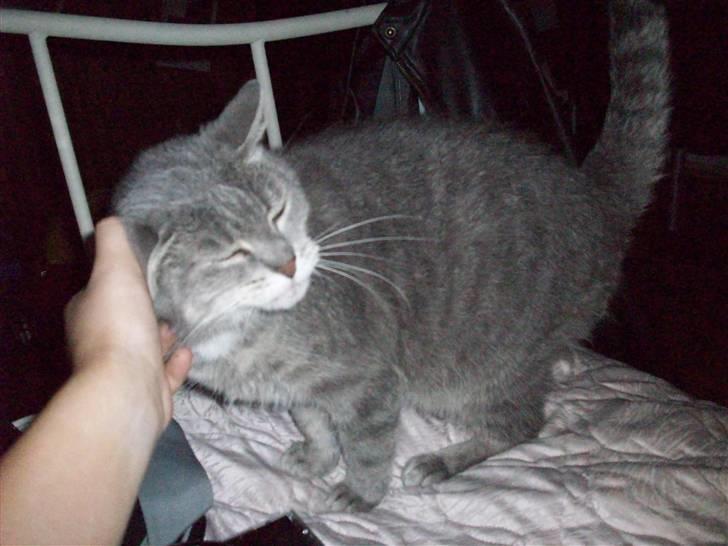 Blanding af racer Musse Løvehjerte (DØD) billede 1