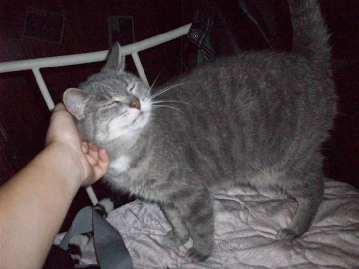 Blanding af racer Musse Løvehjerte (DØD) billede 2