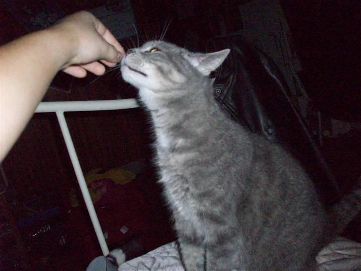 Blanding af racer Musse Løvehjerte (DØD) billede 3