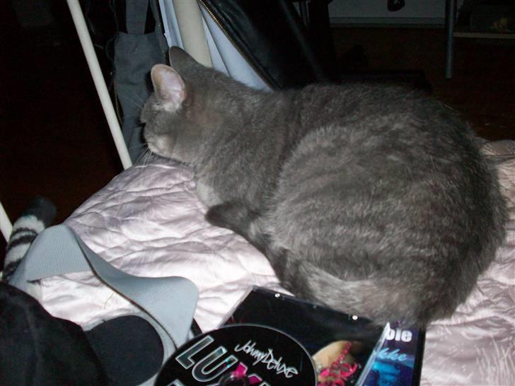 Blanding af racer Musse Løvehjerte (DØD) billede 4