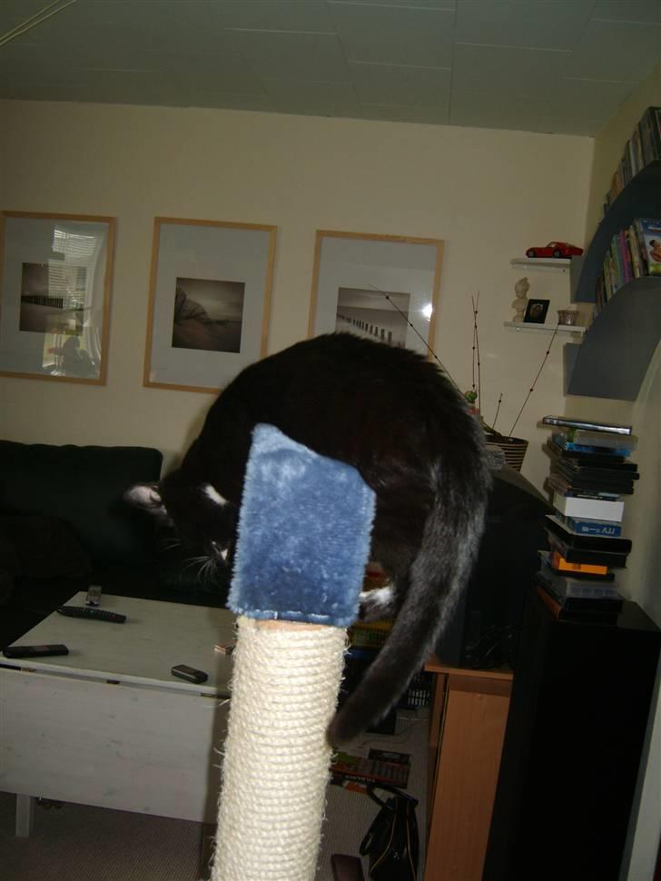 Huskat Morgan billede 10