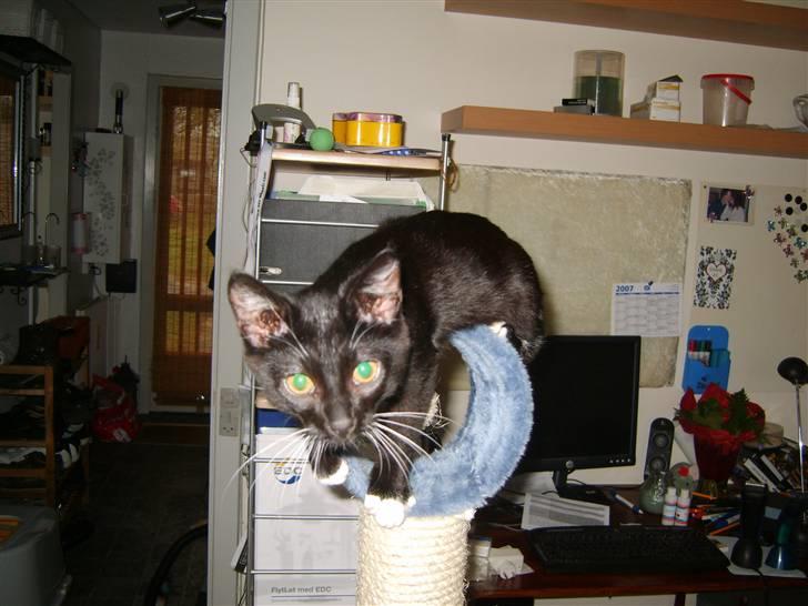 Huskat Morgan billede 11