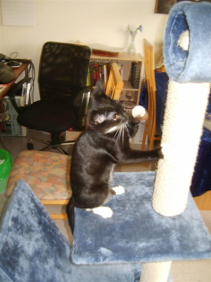 Huskat Morgan billede 12