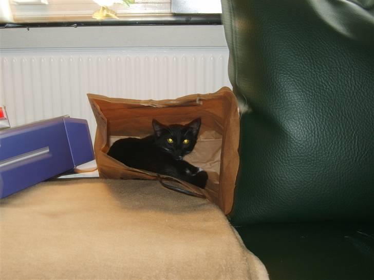 Huskat Morgan billede 13