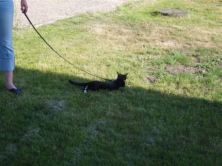 Huskat Morgan billede 14