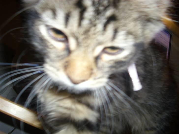 Blanding af racer My - Davs=) velkommen til min profil=) mit navn er My, mumyi my=) billede 1