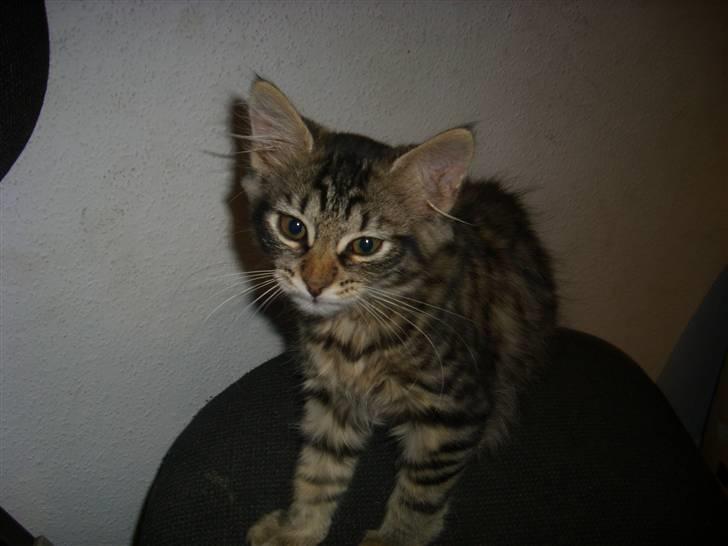 Blanding af racer My - heei=/ billede 2