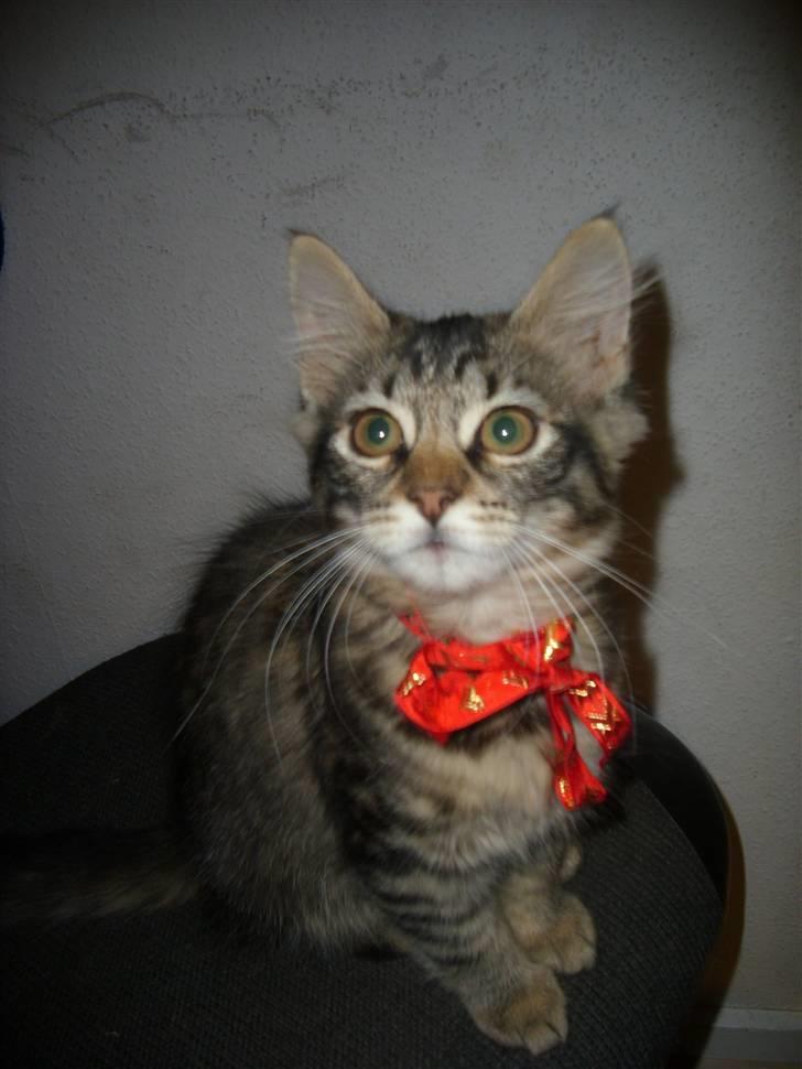 Blanding af racer My - mig med jule sløjfe.=) billede 3