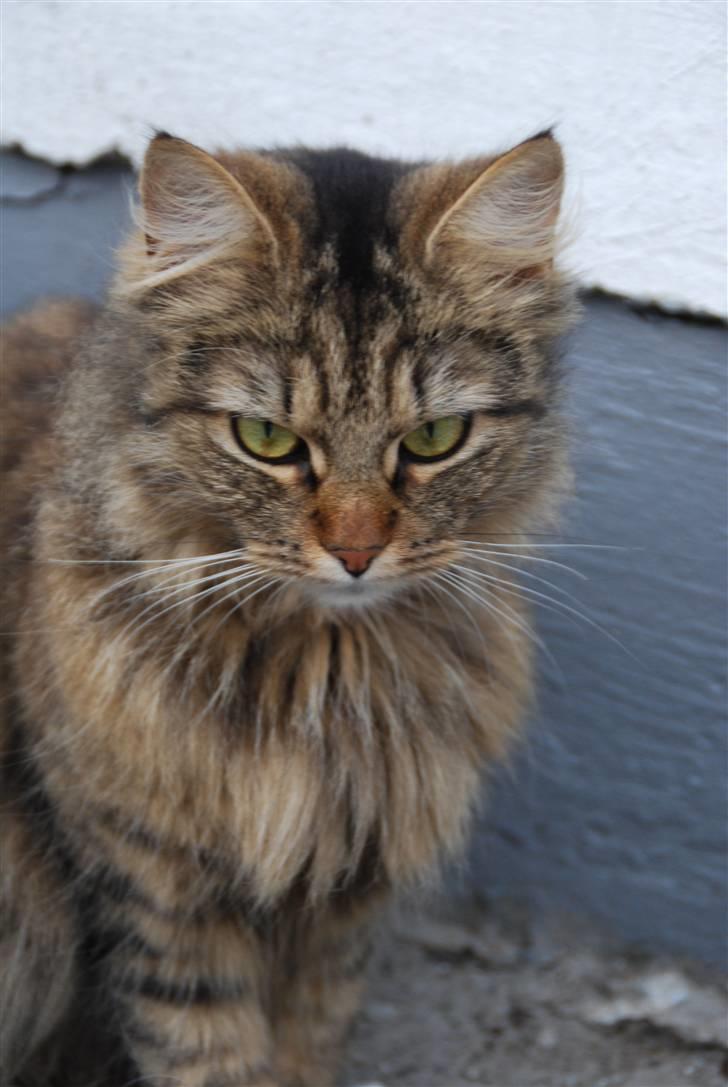 Blanding af racer My - Flotte My. ca. 1 år og 7 mdr.(:  billede 4