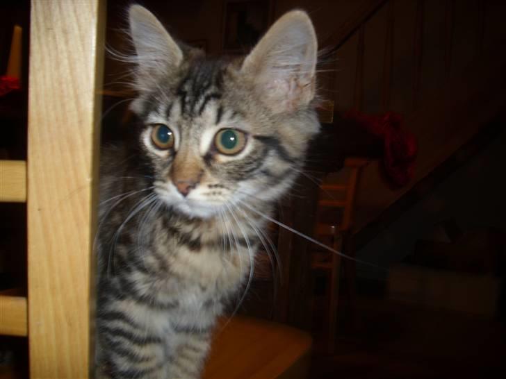 Blanding af racer My - heeeei=) billede 5