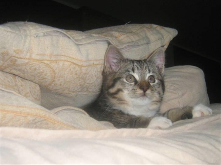 Blanding af racer ferrari - hvem der billede 6