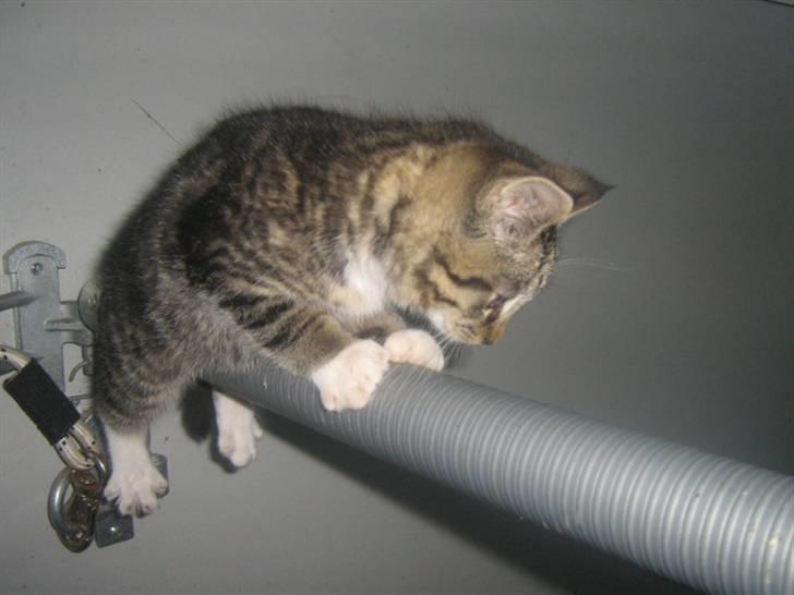 Blanding af racer ferrari - gadagong gadagong billede 7