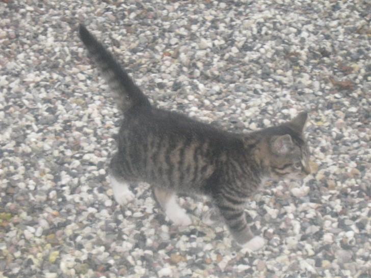 Blanding af racer ferrari - hmm hvad skal jeg lave nu billede 8