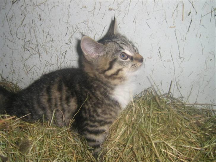 Blanding af racer ferrari - hej med dig !!!!!!!! billede 9