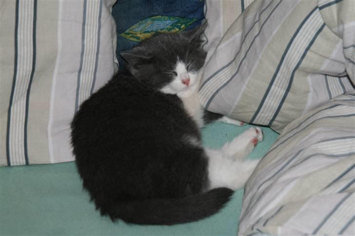 Blanding af racer Molle billede 1