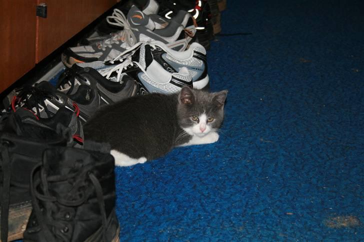 Blanding af racer Molle billede 2