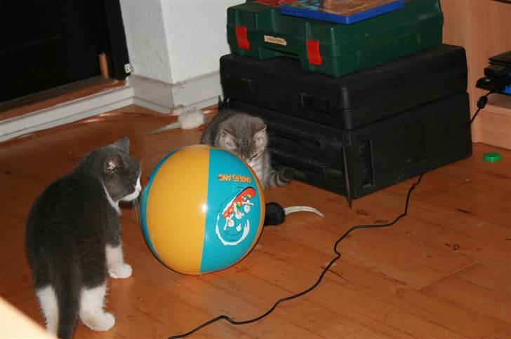 Blanding af racer Molle - Molle foran bolden. billede 3