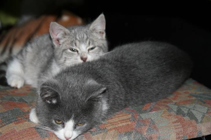 Blanding af racer Molle - Molle ligger forest. billede 5