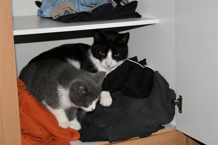 Blanding af racer Thor billede 7